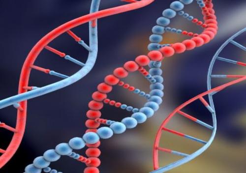 Ученые проследили эволюционный путь «мертвых» генов