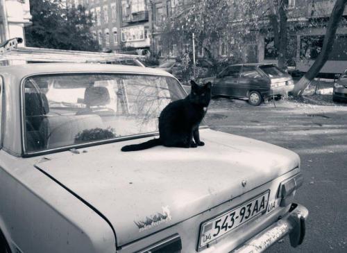 В Петербурге из-под колес машины вытащили переломанного кота
