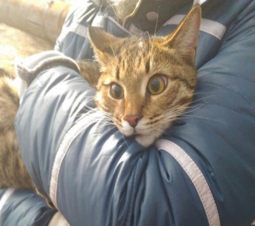 В Астрахани жители почти сутки спасали бездомного котёнка