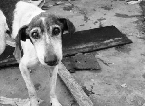 В Волгограде живодеры «подорвали» бездомную собаку