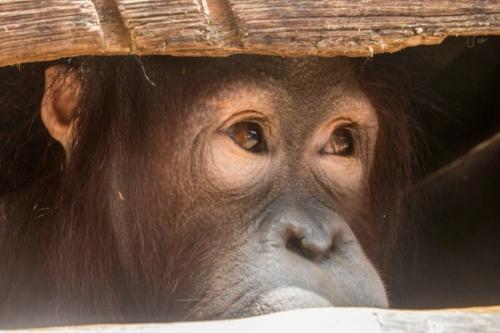 В Индонезии спасли от участи «домашнего питомца» детёныша калимантанского орангутана