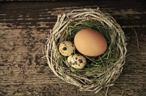 Ученые: Первые древние птицы на планете не высиживали яйца