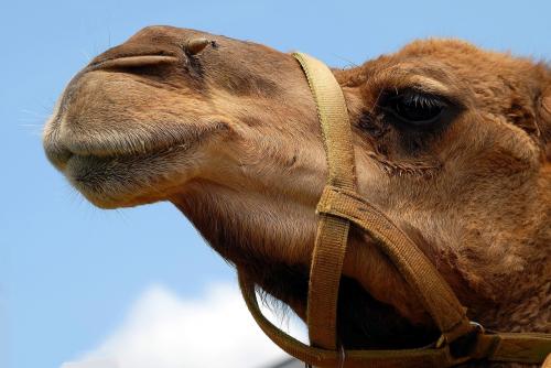 Видео взорвало Instagram: Верблюд Гоша в горах Северной Осетии