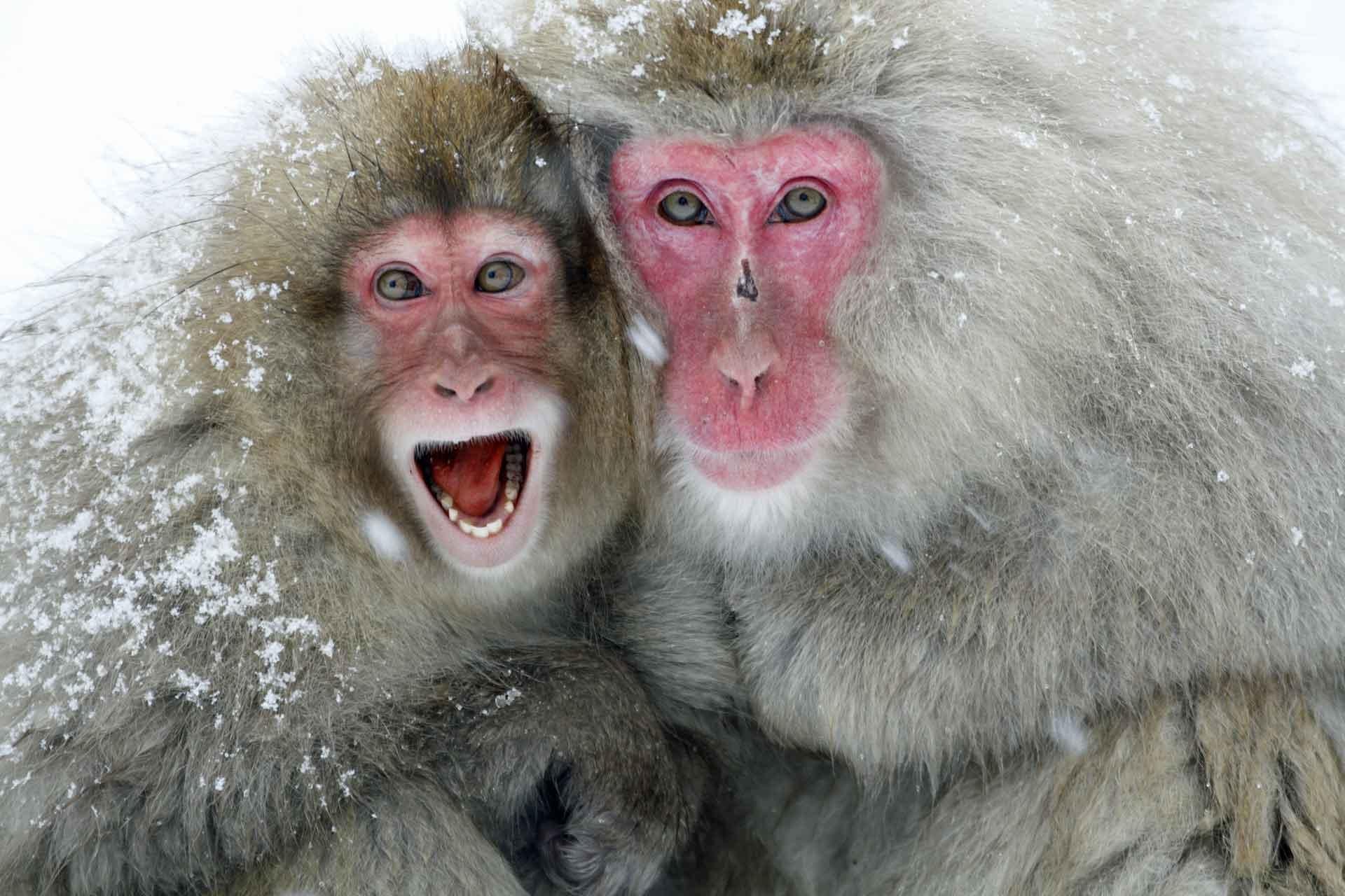Исследование показало, что обезьяны в пламенных источниках снимают стресс