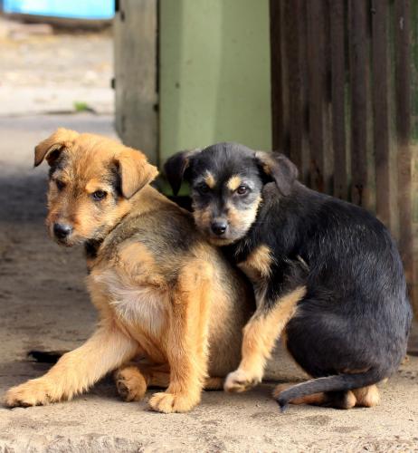 В Свердловской области вдоль тротуара у дома выложили трупы щенков