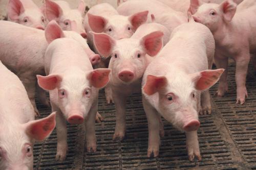 На Кубани украденные свиньи сбежали от своего похитителя