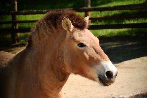 Жителей Ростова шокировало ужасное состояние лошади в зоопарке