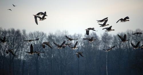 40 перелетных птиц на Алтае застрелят для выявления птичьего гриппа