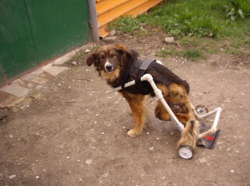 Вор похитил коляску собаки-инвалида в Вологодской области