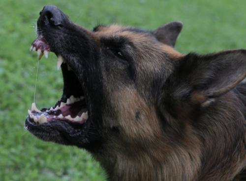 В Китае упавшая «с неба» собака тяжело травмировала прохожую