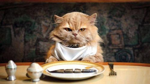 Еда или хозяин: Учёные рассказали, каким будет выбор кота