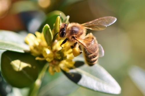 Учёные заявили о возможном вымирании популяций пчёл на Земле