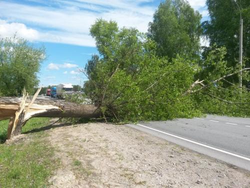 В Краснодаре упавшее дерево повредило автомобиль