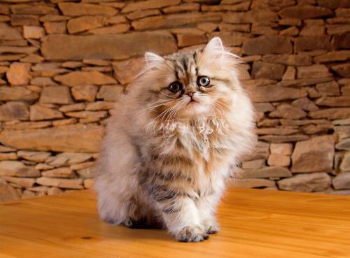 В Мурманске неделю проявляли равнодушие к разлагающейся заживо кошке