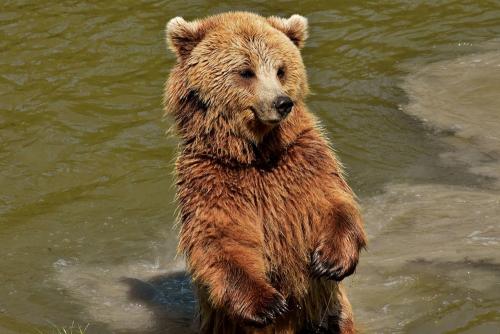В окрестностях Северодвинска ходит голодный медведь