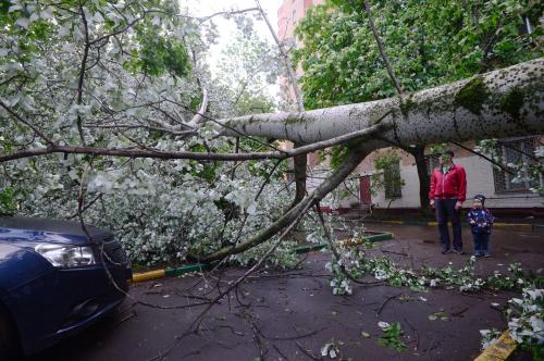 В Ярославле из-за сильного ветра рухнули деревья
