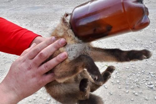 Под Курском пара спасла лисёнка, застрявшего в бутылке