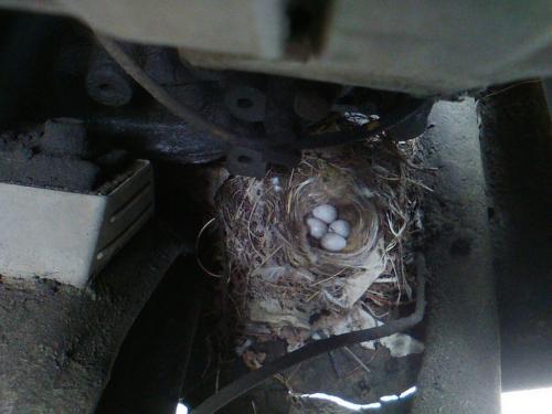 Птица свила гнездо под капотом «ГАЗели», пока водитель был в отпуске
