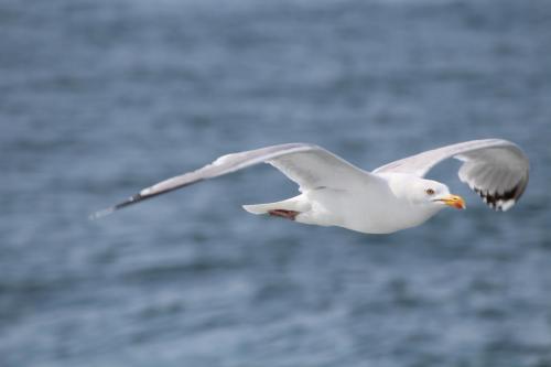 Ученые: Теплая вода мирового океана губит альбатросов