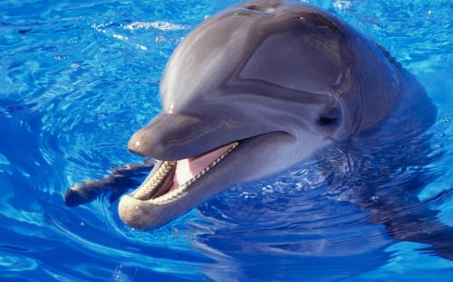 Учёные Приморья скоро разгадают язык дельфинов