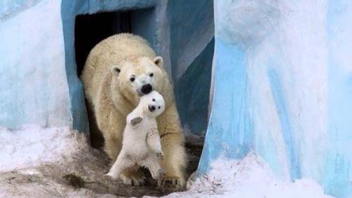 Белые медведи спасаются от жары в сугробах в зоопарке Москвы