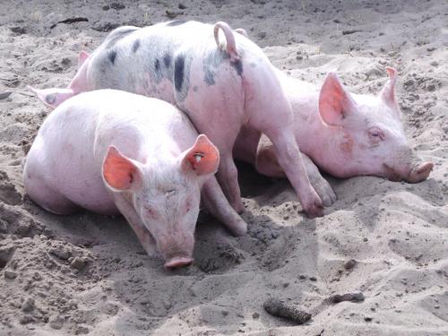 Ученые: Китайские ГМ-свиньи производят меньше навоза