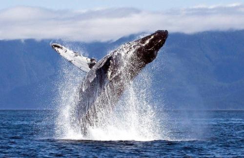 Прыжки гигантского кита напугали японских моряков