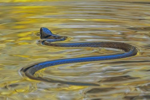 Ядовитые змеи появились в Ингушетии у водоемов