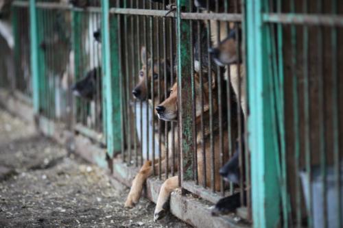 В Бодайбо неизвестные отравили крысиным ядом находящихся в питомнике собак