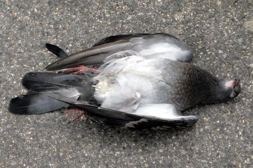 В Новосибирске жителей испугали десятки мертвых птиц