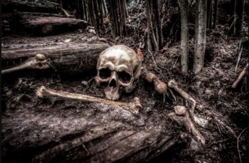 Женщина нашла в лесу в Ленобласти скелет в джемпере