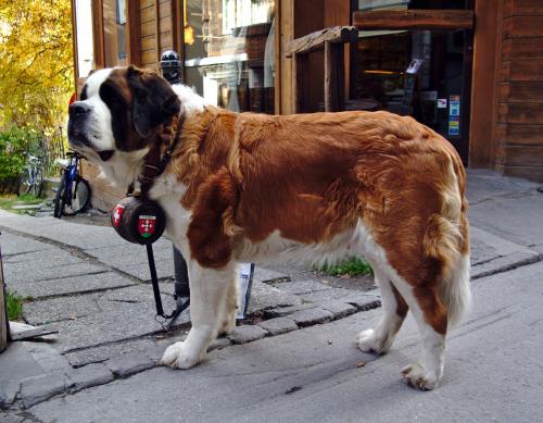 В Кирове собаку оставили умирать привязанной под забором