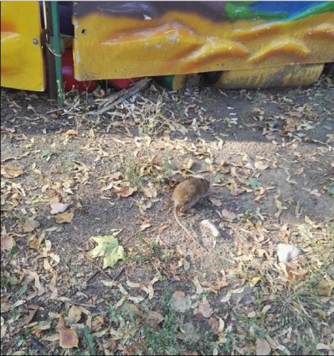 В Воронеже большая крыса живет рядом с детскими каруселями