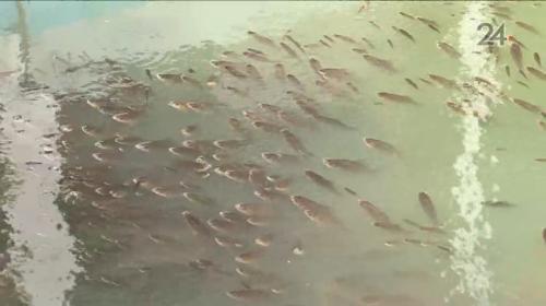 В озере парка Победы в Казани массово гибнет рыба