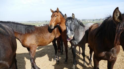 В Башкирии воры украли 19 лошадей и перегнали их в челябинский посёлок