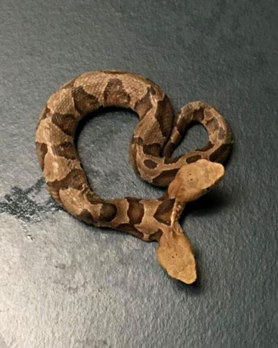 В США женщина нашла двуглавую ядовитую змею