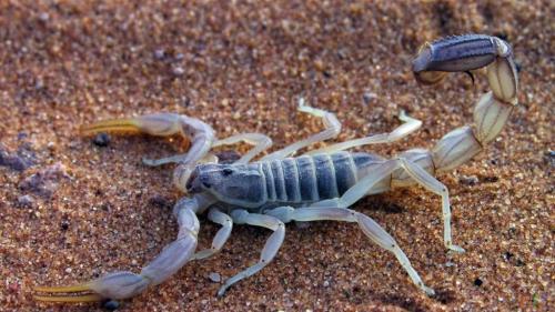 Младенец выжил после укусов скорпиона в Бразилии