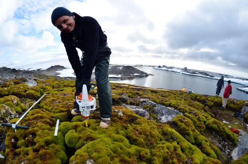 Ученые: Резкое изменение климата в Восточной Антарктиде привело к высыханию мхов