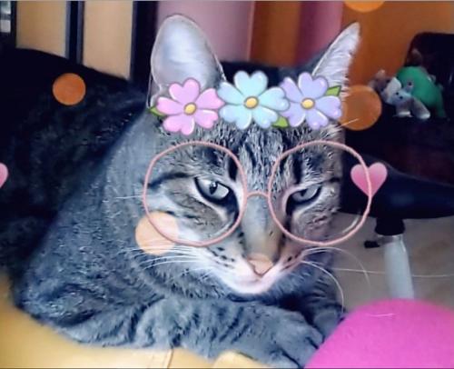 Snapchat становится Cat-chat: готовьтесь к кошачьему вторжению