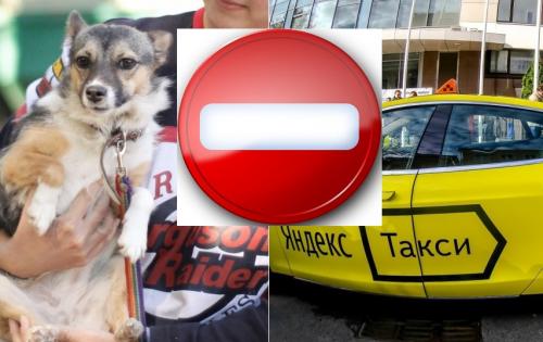 К оплате 90%: «Яндекс.Такси» уличили в умышленном «отшивании» пассажиров с животными