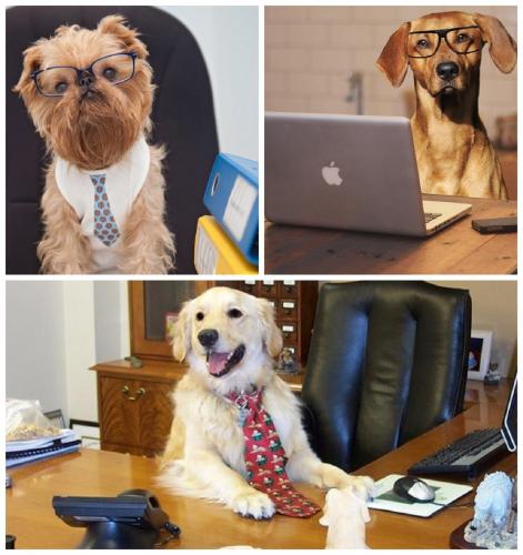 Домашний пёс на работе повышает трудоспособность сотрудников – исследование
