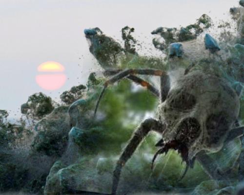 Сочи накроет паутина: Аномальная жара принесёт нашествие миллионов пауков