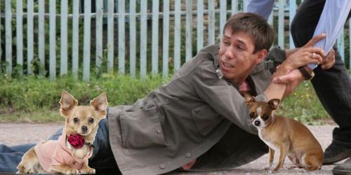 «Бедные животные!» — Панин «издевается» над фанатами новым роликом с собаками