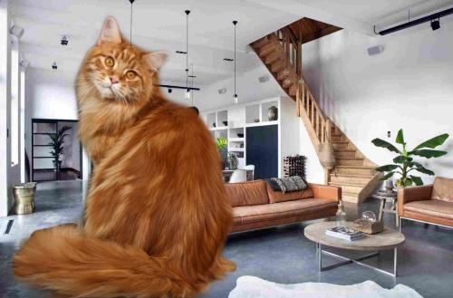 В пустом доме и кошка завоет: Как животное создаст в семье атмосферу уюта и тепла