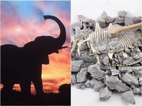В Германии обнаружили скелет слона возрастом 300 тысяч лет